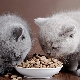 Nourriture sèche pour chatons: conseils pour bien choisir et caractéristiques d'utilisation
