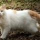 Van turque: description de la race de chats, élevage et garde