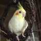 A cockatiel papagáj gondozása és karbantartása