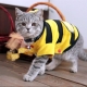 Types, choix et utilisation de couvertures pour chats et chats