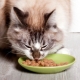 Nourriture humide pour chat super-premium: composition, marque, choix