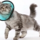 Collier de chat: caractéristiques, sélection, production et utilisation