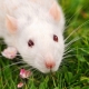 Tout ce que vous devez savoir sur les rats