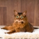 Tout ce que vous devez savoir sur les chats somaliens