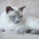 Tout ce que vous devez savoir sur les chats Tonkin
