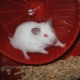 Tout sur les hamsters blancs Dzungarian