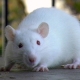 Tout sur les rats blancs