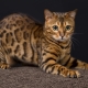 Tout sur les chats du Bengale et les chats