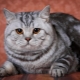 All about British marble cats