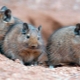 Tout à propos de degu