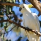 Minden a cockatoo-ról