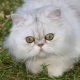 Tout sur les chats chinchilla