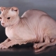 Tout sur les chats de race Ukrainian Levkoy