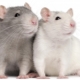 Tout sur les rats dumbo