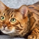 Tout sur les chats du Bengale en marbre