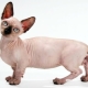 Tout sur les chats de race Minsk