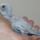 Tout sur les poussins de perruches