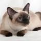Choisir un nom pour les chats siamois