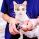 Choisir des ciseaux pour couper les griffes chez le chat