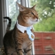 Choisir un collier de phéromone pour les chats