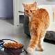 Choisir de la nourriture sèche pour les chats âgés