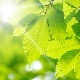 La couleur verte en psychologie: qu'est-ce que cela signifie et symbolise?