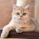 Golden British Chinchilla: description of cats, nature and rules of care