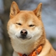 Akita Inu: descrição da raça, caráter e cultivo