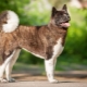 Akita americano: descrição e conteúdo da raça