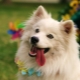 American Eskimo Spitz: caractéristiques et subtilités du contenu