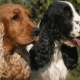 אנגלית Cocker Spaniel: גזע תיאור ותוכן