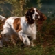 الإنجليزية سبرينغر Spaniel: خصائص تولد وزراعة