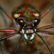 Arachnophobie: symptômes et remèdes