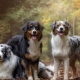 Berger Australien: description des races, couleurs, caractère et contenu