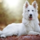 Berger Blanc Suisse: description de la race et élevage