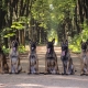 Chien de berger belge: caractéristiques, types et contenu