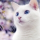 Les chats blancs aux yeux bleus: la surdité est-elle caractéristique de eux et comment sont-ils?
