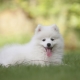 White Spitz: caractérisation, sélection et soin