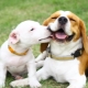 Beagle és Jack Russell Terrier: A sziklák összehasonlítása