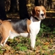 Beagle: a fajta leírása és a gondozás jellemzői