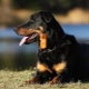 Beauceron: description des chiens et contenu