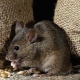 La peur des souris: description de la maladie et méthodes de délivrance