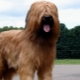 Briard: fajta leírása és tartalma