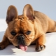 Mi és hogyan kell etetni a francia bulldogot?