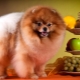 Quoi et comment nourrir le chien?