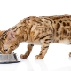 De quoi nourrir un chaton du Bengale et un chat adulte?
