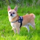 Miten ruokkia chihuahua?