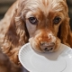 كيفية إطعام cocker spaniel؟