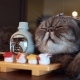 What to feed the Scottish cats?