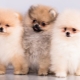 Quelle est la différence entre le spitz allemand et le poméranien?